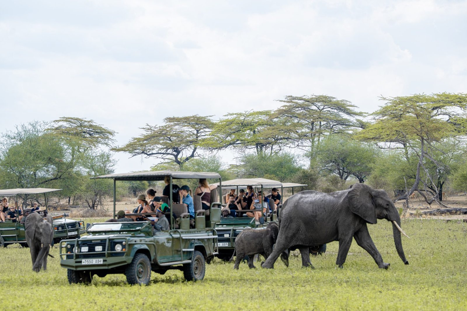 5-Day Luxury Safari to Nyerere NP from Zanzibar
