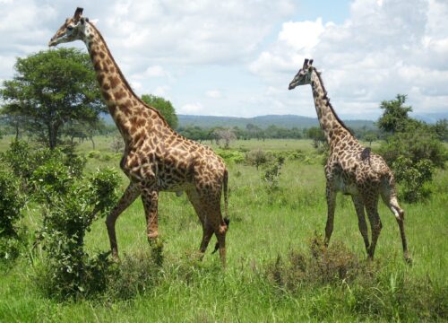2-Day Game Drive Safari Tarangire and Ngorongoro from Moshi or Arusha