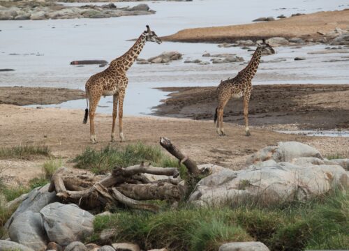 2-Day Zanzibar to Serengeti by Flight + 2 Game Drive