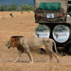 Tanzania Safari Tours 15 Best Place To Visit 